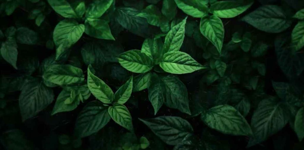 The Green Leaves live computer wallpaper