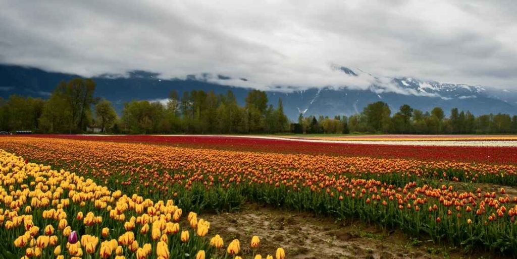 latest animated wallpaper for Windows PC